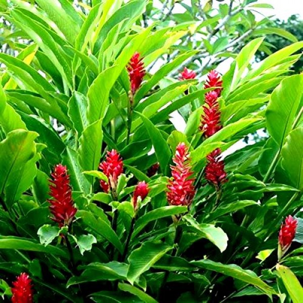 Alpinia Purpurata - Red Ginger Plant, Cone Ginger